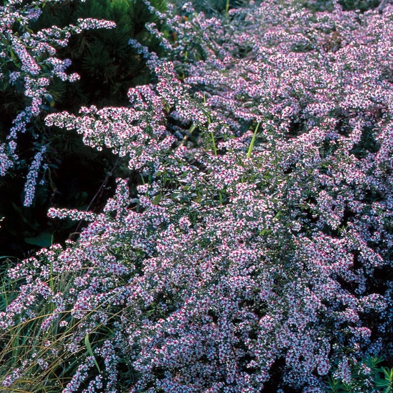 Lady In Black Aster 1 Lady In Black Aster