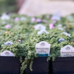 Elfin Creeping Thyme -High Country Gardens Shop 240403 clinton 6632 elfin creeping thyme