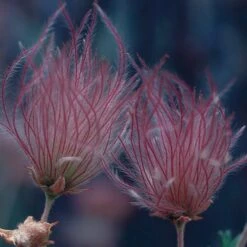 Apache Plume (Fallugia) -High Country Gardens Shop 51450a up close 2 fallugia parad