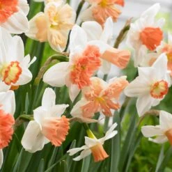 Endless Daffodil Bulb Collection -High Country Gardens Shop 60 days of daffodils narcissus mix