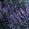 Walker's Low Nepeta -High Country Gardens Shop 71292 nepeta walkers low catmint