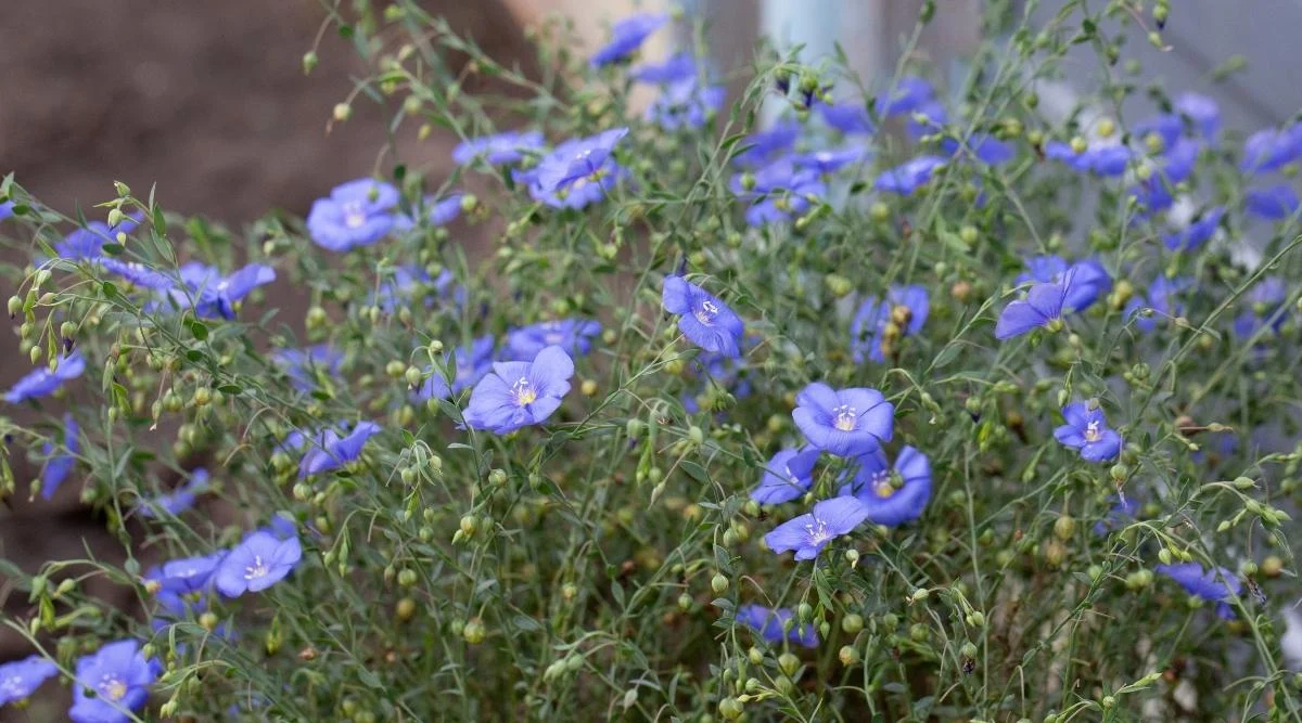 High Country Gardens Shop -High Country Gardens Shop Blue Flax Growing in a Garden