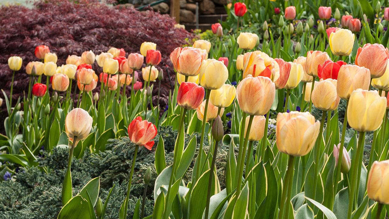 High Country Gardens Shop -High Country Gardens Shop Flower Bulb Growing Guide