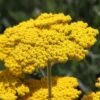 Coronation Gold Yarrow 3 Coronation Gold Yarrow -High Country Gardens Shop achillea coronation gold yarrow 47