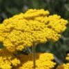 Some Like It Hot Collection -High Country Gardens Shop achillea coronation gold yarrow 47 1