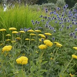 Coronation Gold Yarrow -High Country Gardens Shop achillea coronation gold yarrow globe thistle garden