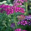 New Vintage™ Violet Yarrow -High Country Gardens Shop achillea millefolium new vintage violet yarrow 1