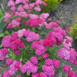 New Vintage™ Violet Yarrow 5 New Vintage™ Violet Yarrow -High Country Gardens Shop achillea millefolium new vintage violet yarrow 2