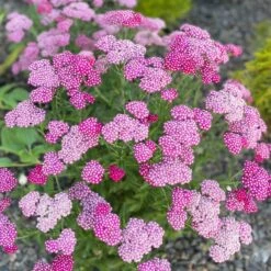 New Vintage™ Violet Yarrow 6 New Vintage™ Violet Yarrow -High Country Gardens Shop achillea millefolium new vintage violet yarrow 3