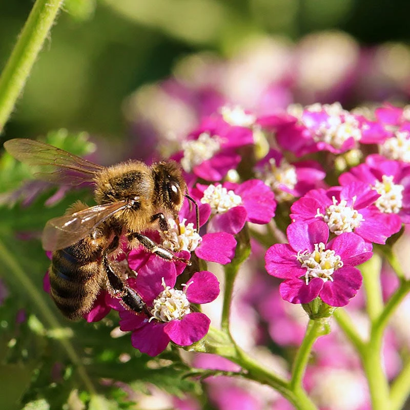 New Vintage™ Violet Yarrow 4 New Vintage™ Violet Yarrow - Image 4