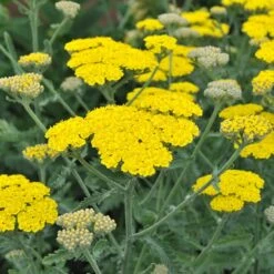 Moonshine Yarrow -High Country Gardens Shop achillea moonshine yarrow 1