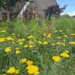 Moonshine Yarrow -High Country Gardens Shop achillea moonshine yarrow 3