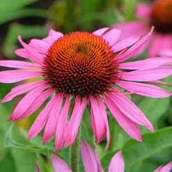 Ruby Star Echinacea -High Country Gardens Shop adobestock 1244448527 rubinstern sq