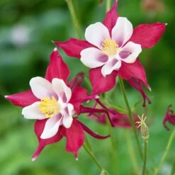 Red Hobbit Columbine -High Country Gardens Shop adobestock 301486475 red hobbit sq