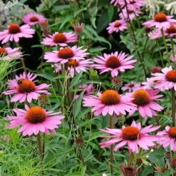 Ruby Star Echinacea -High Country Gardens Shop adobestock 662705735 rubinstern sq