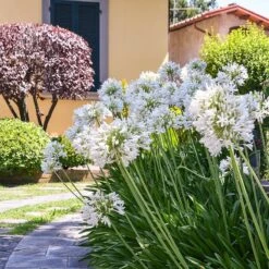 White Lily Of The Nile (Agapanthus) -High Country Gardens Shop agapanthus cold hardy white 3