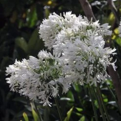 White Lily Of The Nile (Agapanthus) -High Country Gardens Shop agapanthus cold hardy white 4