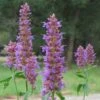 Blue Blazes Agastache 7 Blue Blazes Agastache -High Country Gardens Shop agastache blue blazes 2
