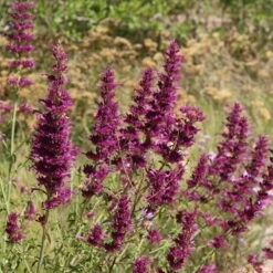 Agastache Cana 7 Agastache Cana -High Country Gardens Shop agastache cana 4