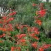 Coronado® Red Agastache -High Country Gardens Shop agastache coronado red by david salman 1