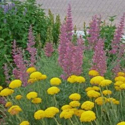 Desert Solstice Agastache -High Country Gardens Shop agastache desert solstice achillea gold plate