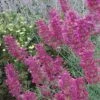 Desert Solstice Agastache -High Country Gardens Shop agastache desert solstice flowers