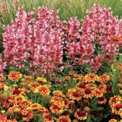 Kudos™ Ambrosia Agastache -High Country Gardens Shop agastache kudos ambrosia terra nova cropped 1 1