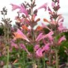 Kudos™ Ambrosia Agastache -High Country Gardens Shop agastache kudos ambrosia terra nova cropped closeup 2