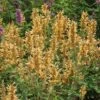 Kudos™ Gold Agastache -High Country Gardens Shop agastache kudos gold terra nova cropped 2 2