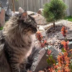 Kudos™ Mandarin Agastache -High Country Gardens Shop agastache kudos mandarin 2