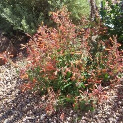 Kudos™ Mandarin Agastache -High Country Gardens Shop agastache kudos mandarin 3