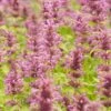 Agastache Neomexicana -High Country Gardens Shop agastache neomexicana
