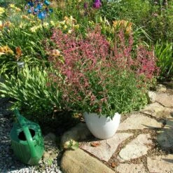 Red Happiness Agastache -High Country Gardens Shop agastache red happiness container