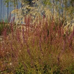 Red Happiness Agastache -High Country Gardens Shop agastache red happiness fall