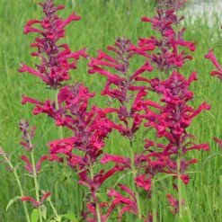 High Country Gardens Shop -High Country Gardens Shop agastache red happiness 1 1