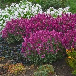 Rosie Posie Agastache -High Country Gardens Shop agastache rosie posie 4