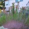 Plant Select® Waterwise Perennial Collection -High Country Gardens Shop agastache rupestris cropped 2