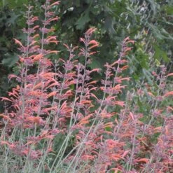 Jumbo Waterwise Extension Collection -High Country Gardens Shop agastache rupestris wwg cropped
