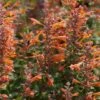 Tango Agastache -High Country Gardens Shop agastache tango hummingbird mint 2