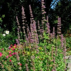 Agastache Neomexicana -High Country Gardens Shop agastache neomexicana in the garden