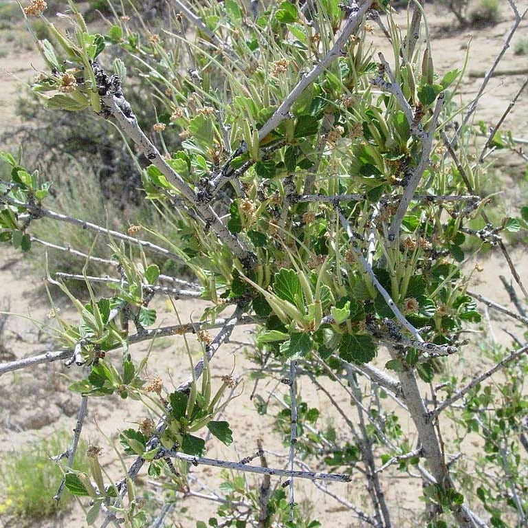 Alderleaf Mountain Mahogany (Cercocarpus) 1 Alderleaf Mountain Mahogany (Cercocarpus)