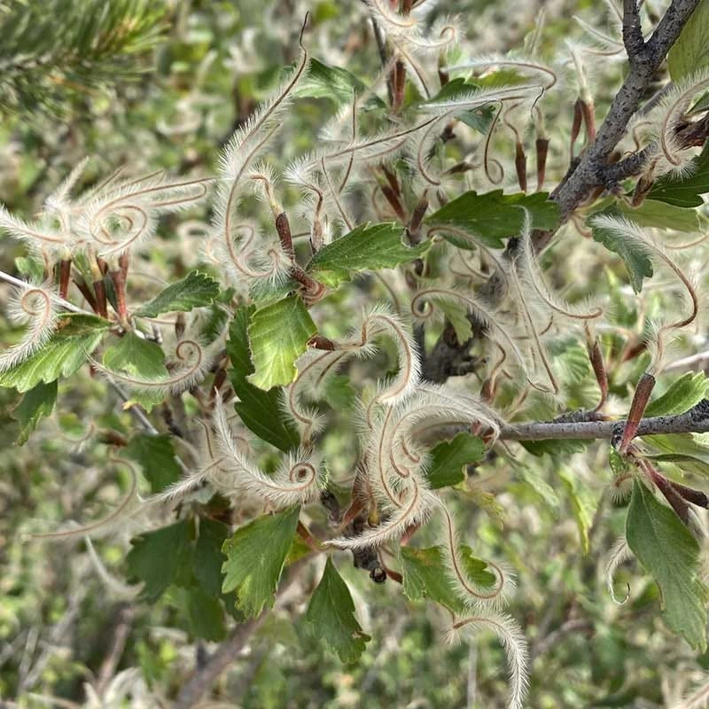 Alderleaf Mountain Mahogany (Cercocarpus) 2 Alderleaf Mountain Mahogany (Cercocarpus) - Image 2