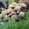 Allium Atropurpureum -High Country Gardens Shop allium atropurpureum allium nigurm starry night allium collection