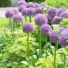 Globemaster Allium -High Country Gardens Shop allium globemaster 1 1