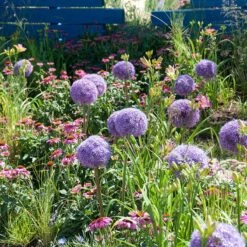 Globemaster Allium -High Country Gardens Shop allium globemaster 3 1