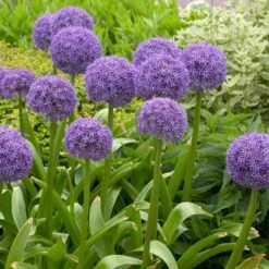 Globemaster Allium -High Country Gardens Shop allium globemaster 4 1