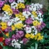 Rainbow Fireworks Allium Mix -High Country Gardens Shop allium rainbow mix 1