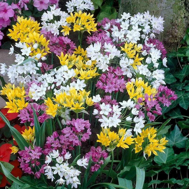 Rainbow Fireworks Allium Mix 1 Rainbow Fireworks Allium Mix