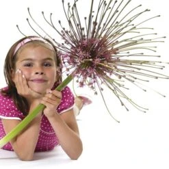 Schubert's Allium 5 Schubert's Allium -High Country Gardens Shop allium schubertii kid cropped