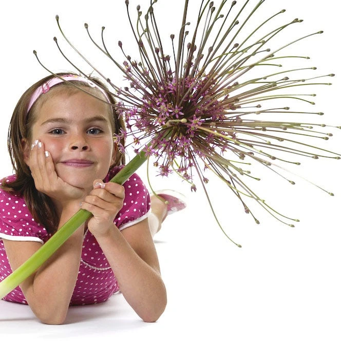 Schubert's Allium 3 Schubert's Allium - Image 3